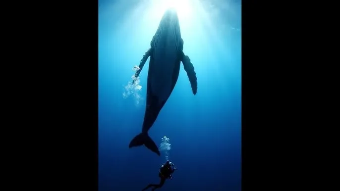 爱情岛论坛入口 - 深蓝星球：探索海洋深处的未知世界